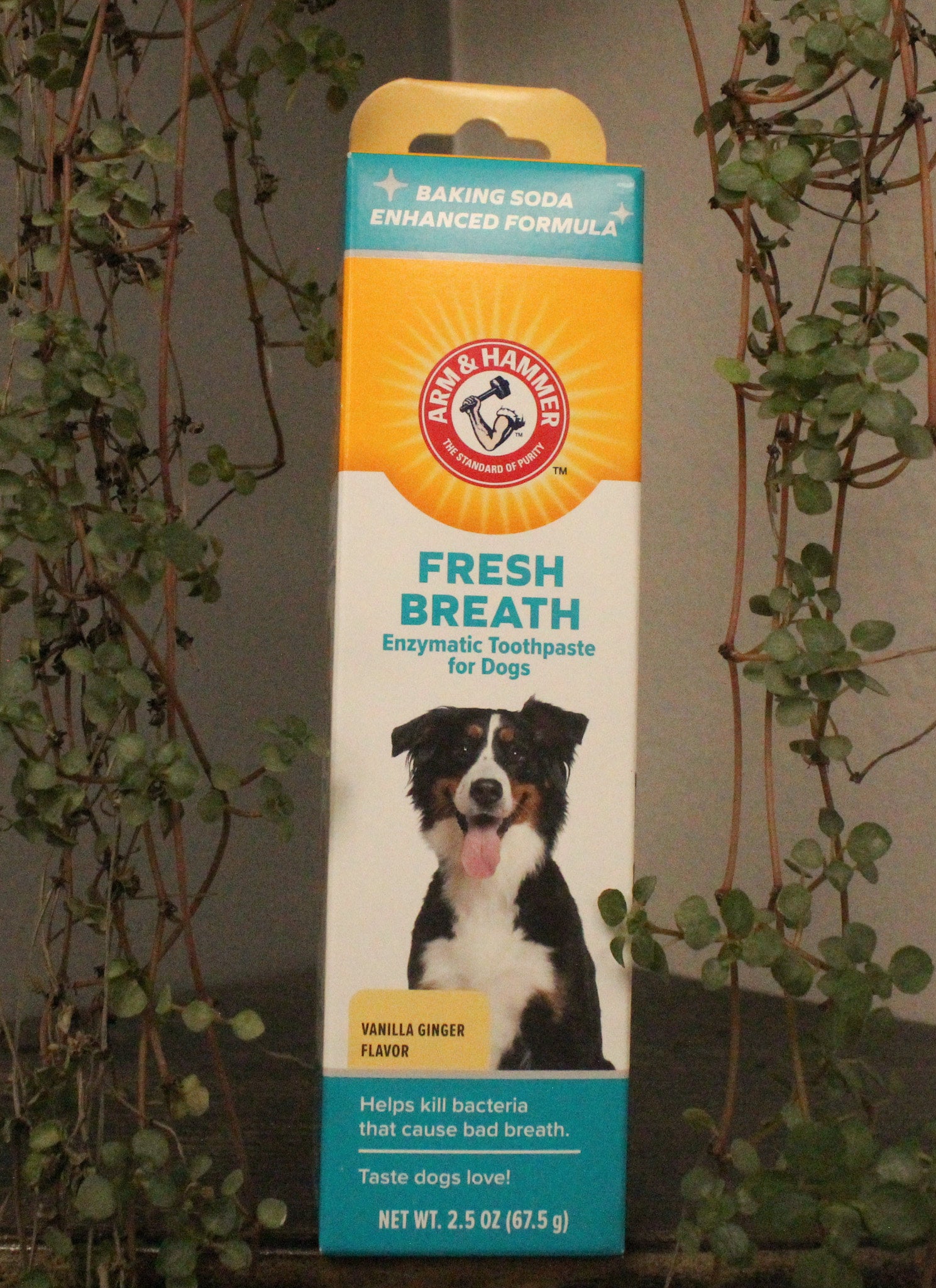 Arm and hammer dog toothpaste vanilla ginger deals